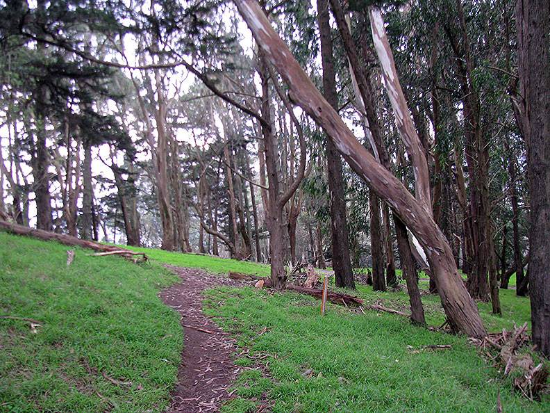 Philosophers-Way-forest-trail 1555.jpg