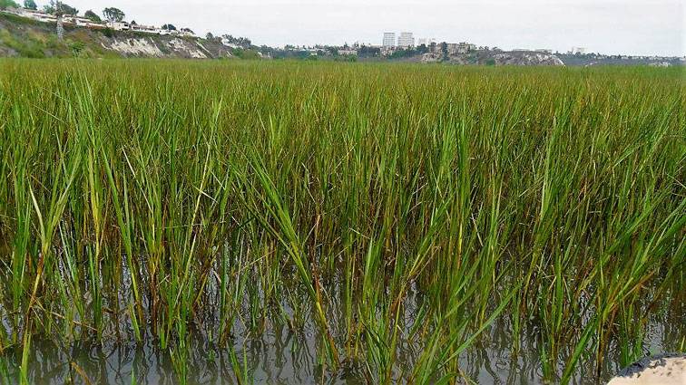 File:Spartina foliosa uppernewportbay.jpg