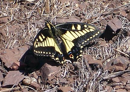 File:Anise swallowtail-on-Twin-Peaks Aug07 6983.jpg