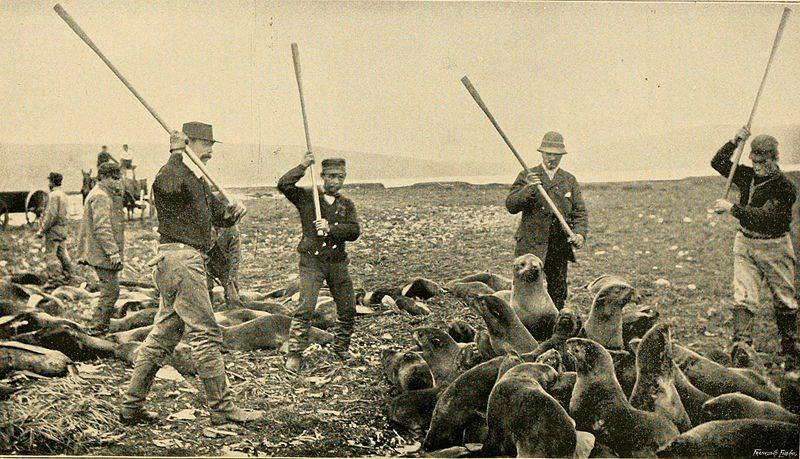 File:800px-Killing fur seals St Paul Island Alaska 1890s.jpg