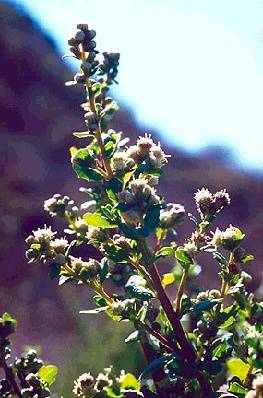 File:Ecology1$native-flora$coyote-bush itm$coyote-bush.jpg