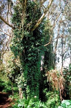 File:Ecology1$ivy-chokes-eucalyptus.jpg