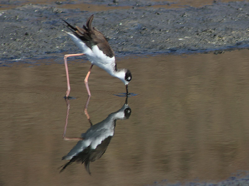 File:Black-necked-stilt-in-wetland 5796.jpg