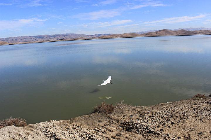 File:Coyote-Hills-heron-flying 5737.jpg