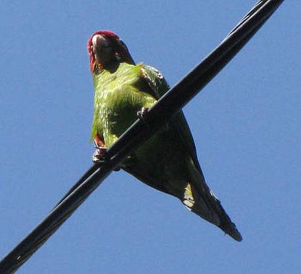 File:Filbert-parrot 0153.jpg