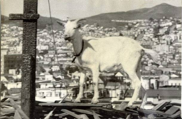 Estelle West goat 1951 AAC-0369.jpg