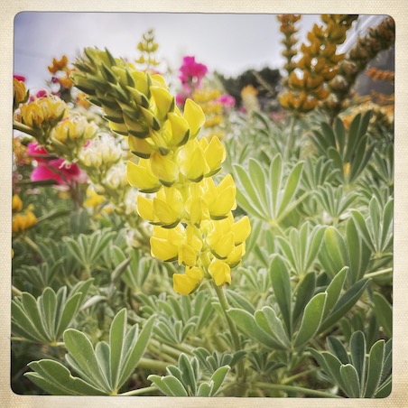 File:Lupine in bloom jungle stairs may 2024.jpg