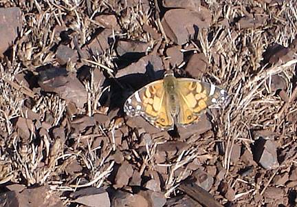 Butterfly-on-twin-peaks-sept-07 7432.jpg