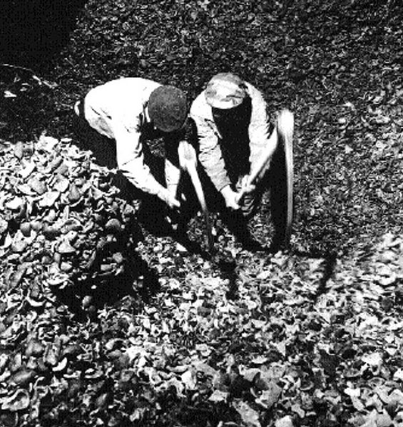 File:Copra-picking-by-Otto-Hagel.jpg