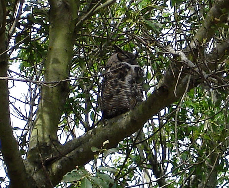 File:Owl-on-Bernal-Hts-March-2007 6281.jpg