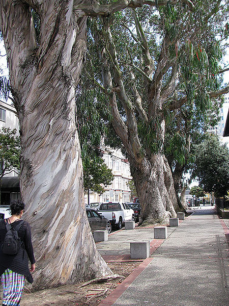 File:Pleasant-trees-cc 3397.jpg