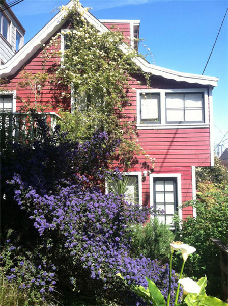 File:Filbert steps ceanothus blooms bursting.jpg
