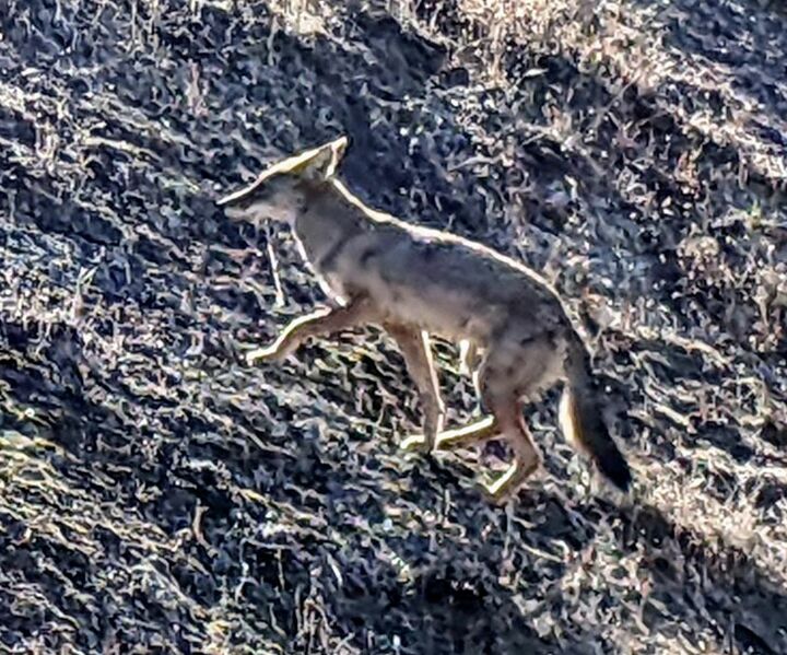File:Coyote-on-bernal 20220818 .jpg