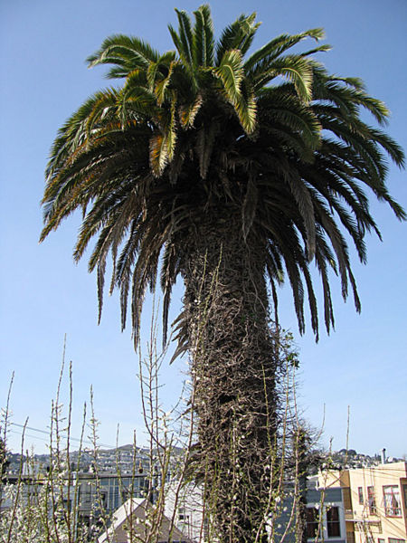 File:Palm-tree 0289.jpg
