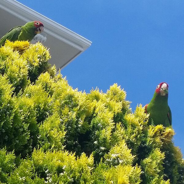 File:Wild-parrots-in-Noe-Valley 20170703 144703 101.jpg