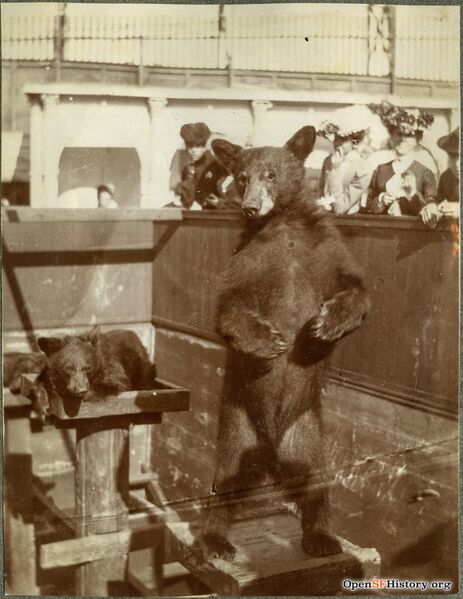 File:Bear cubs at Haight Street chutes c 1901 wnp27.6549.jpg