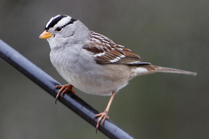 White-crowned Sparrow 2.jpg