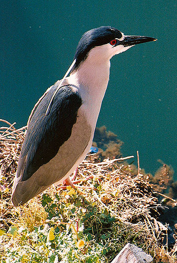 Black-Crowned Night Heron photo by Ginny Stearns